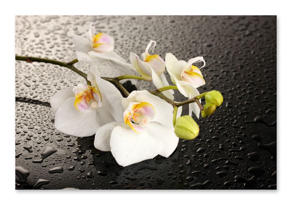 Постер 2155 "Белые орхидеи" фото 1