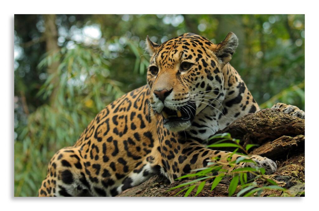 Постер 2983 "Леопардовый ягуар" фото 1