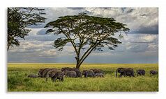 Постер 2876 "Африканские слоны"