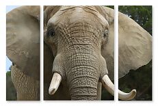 Модульная картина 1406 "Гордый слон"