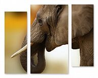 Модульная картина 1409 "Профиль слона"